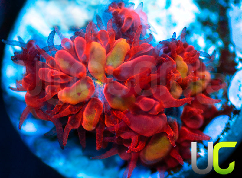 UC Blue Raven Blastos