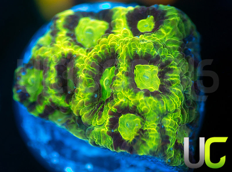 UC Bumblebee Favites