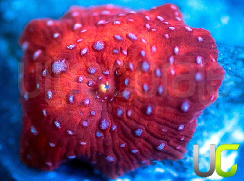 UC Multispot Mushroom