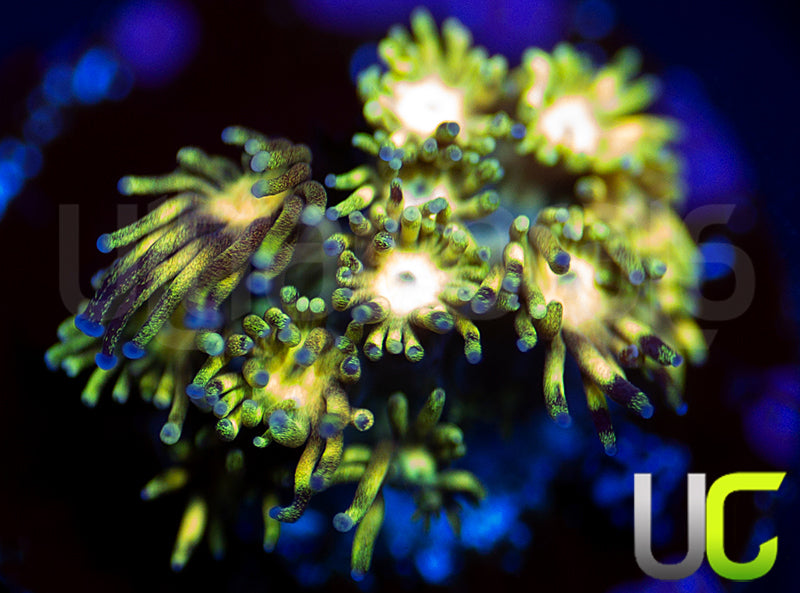 UC Grand Master Goni