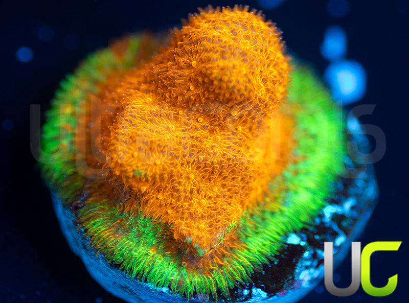 Watermelon Psammocora