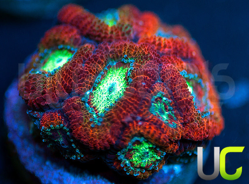 UC Emperor Micro Amakusensis