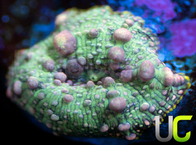 UC Mrs Pac Man Bouncing Discosoma Mushroom