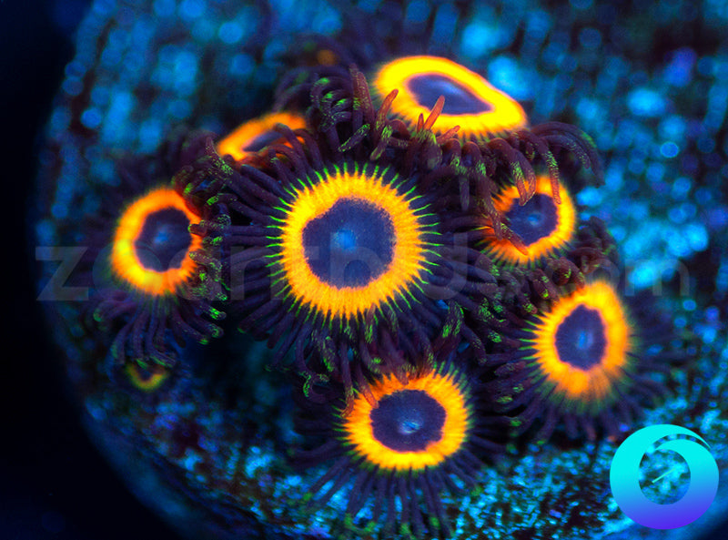 Johnny Pumpkin Seeds