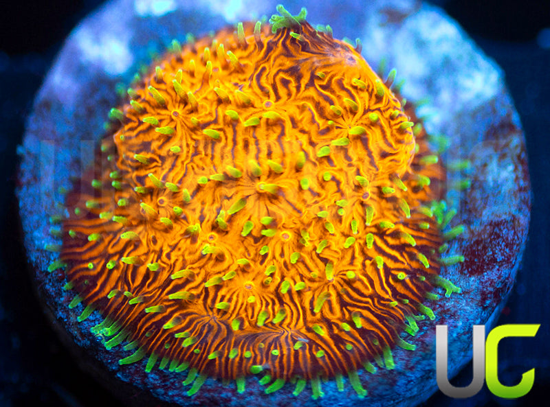 UC Fuzzy Navel Litho