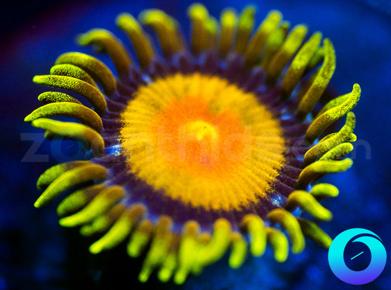 Tutti Fruit