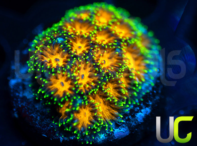 UC Lightning Tip Leptastrea