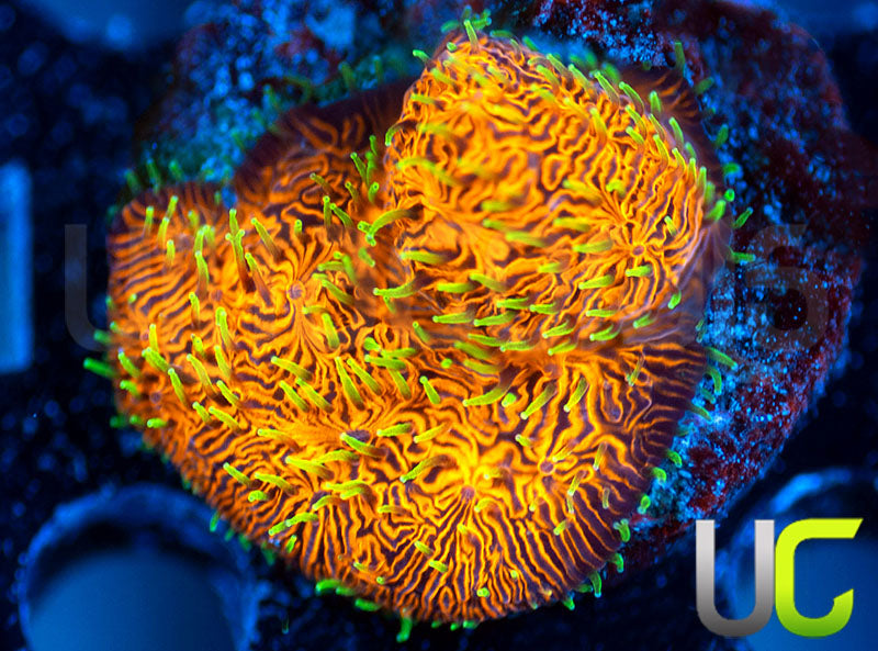 UC Fuzzy Navel Litho