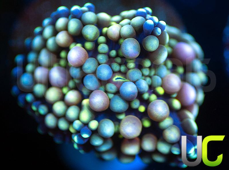 UC Blue Bubble Florida Ricordea