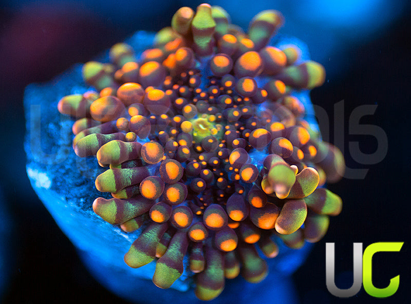 King Kong Bouncing Yuma Ricordea