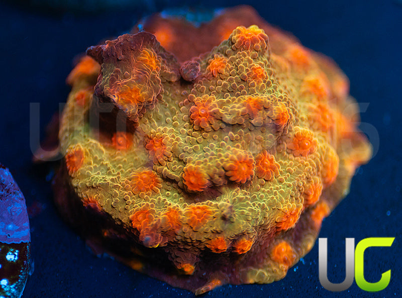 UC Jolly Roger Cyphastrea