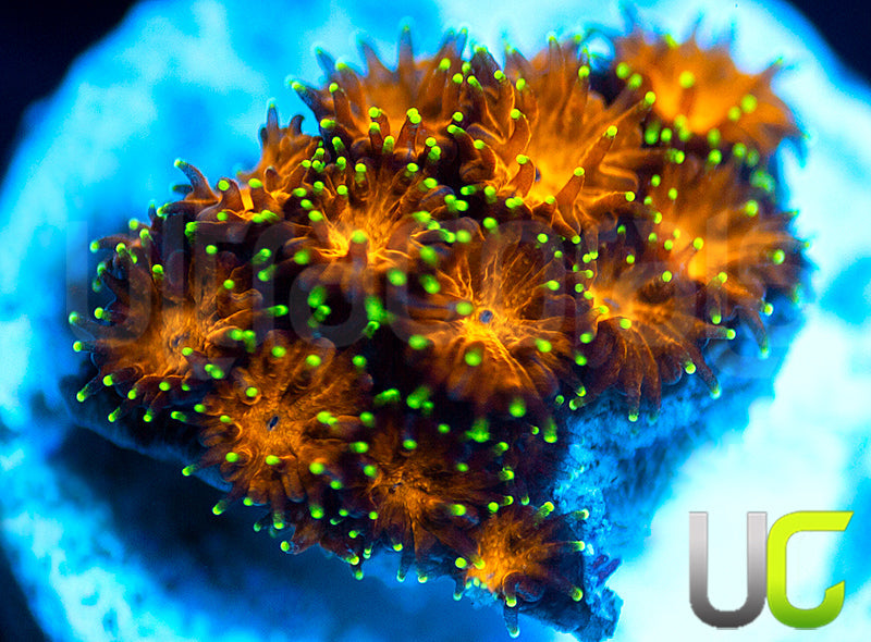 UC Lightning Tip Leptastrea