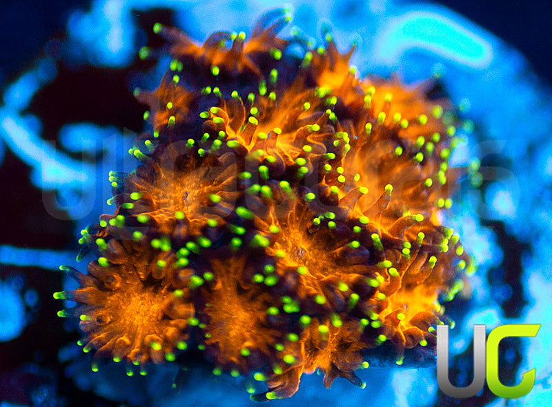 UC Lightning Tip Leptastrea