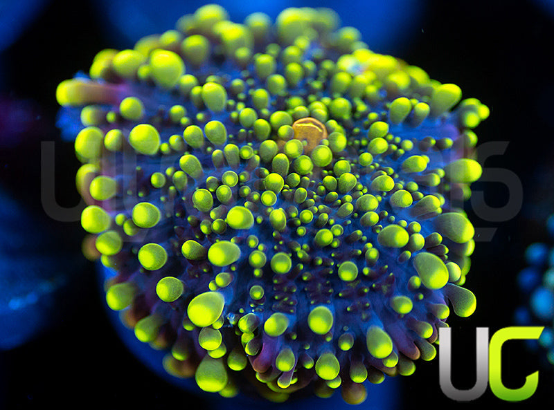 UC Green Lantern Yuma Ricordea