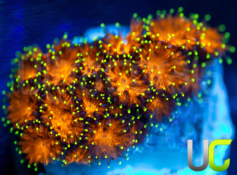 UC Lightning Tip Leptastrea