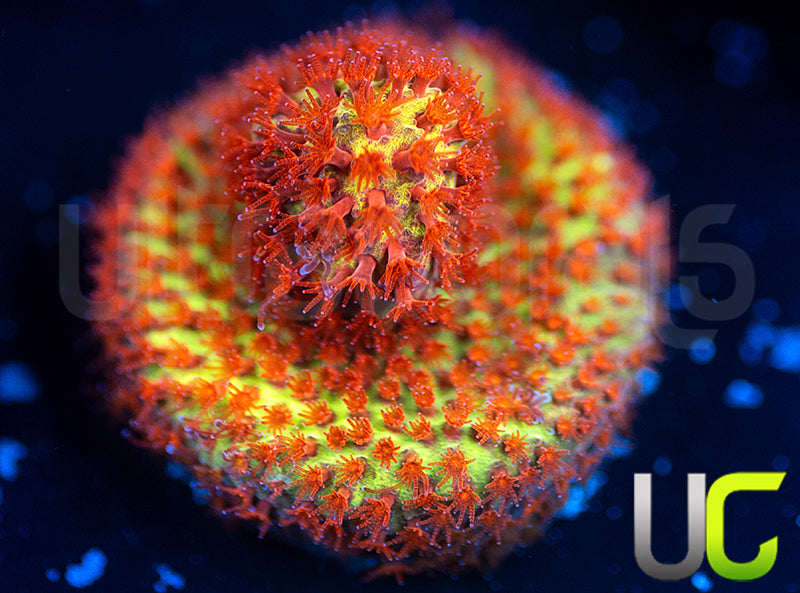 JF Burning Banana Stylo