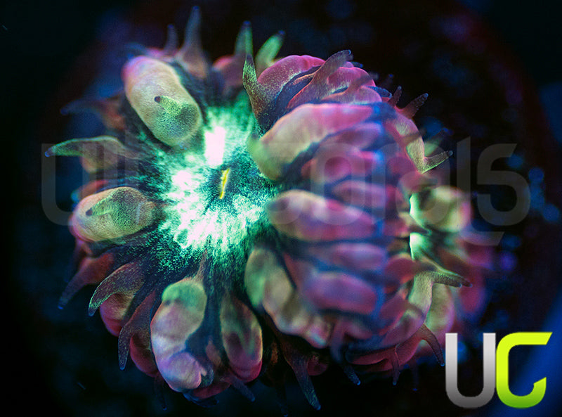 UC Hyper Gypsy Blastos