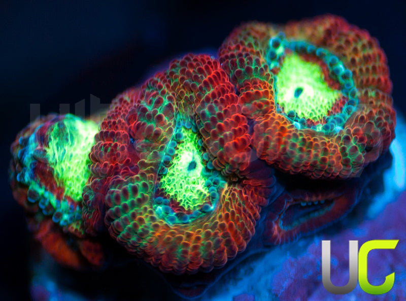 UC Emperor Micro Amakusensis