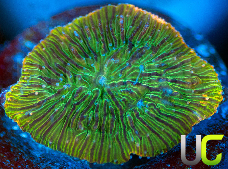 UC Headless Horseman Lepto