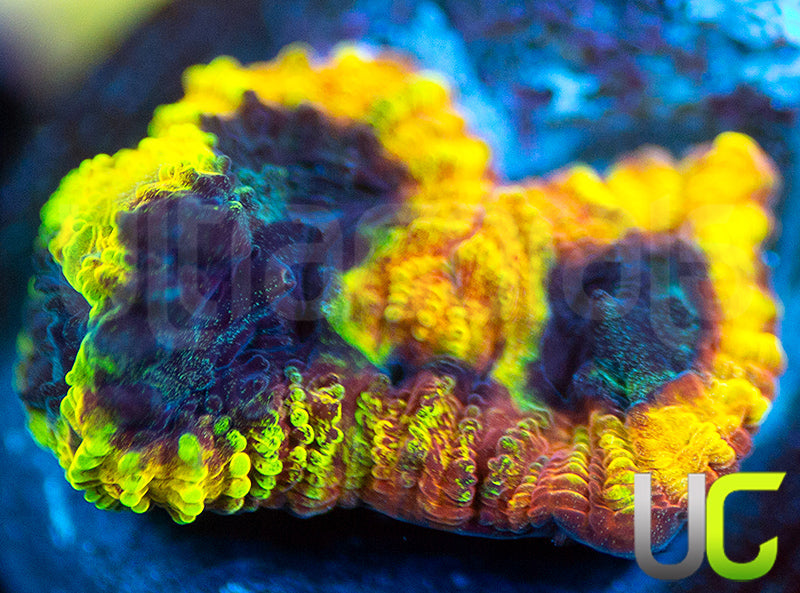 JF Yellow Submarine Favia