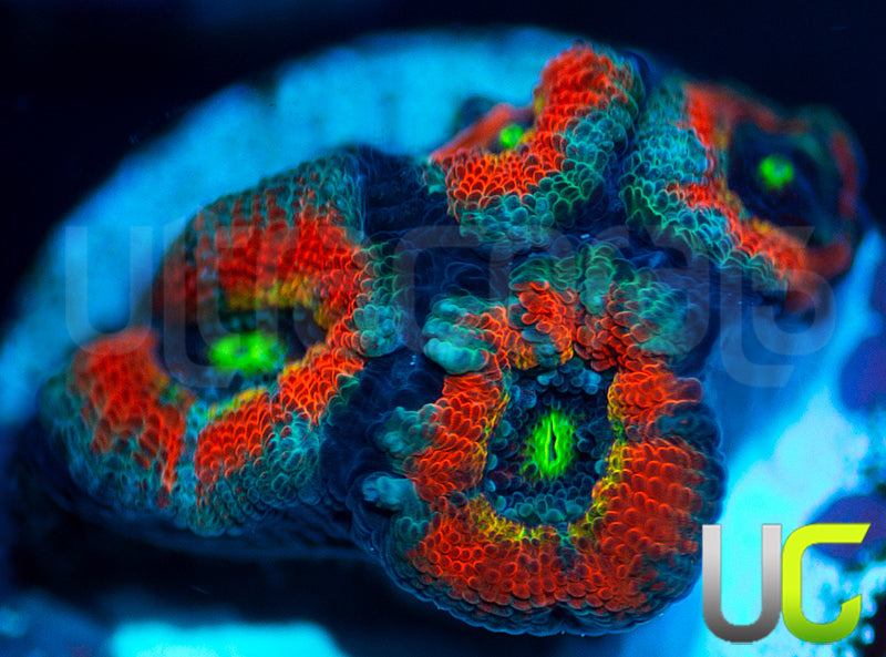 UC Abomination Micro Amakusensis