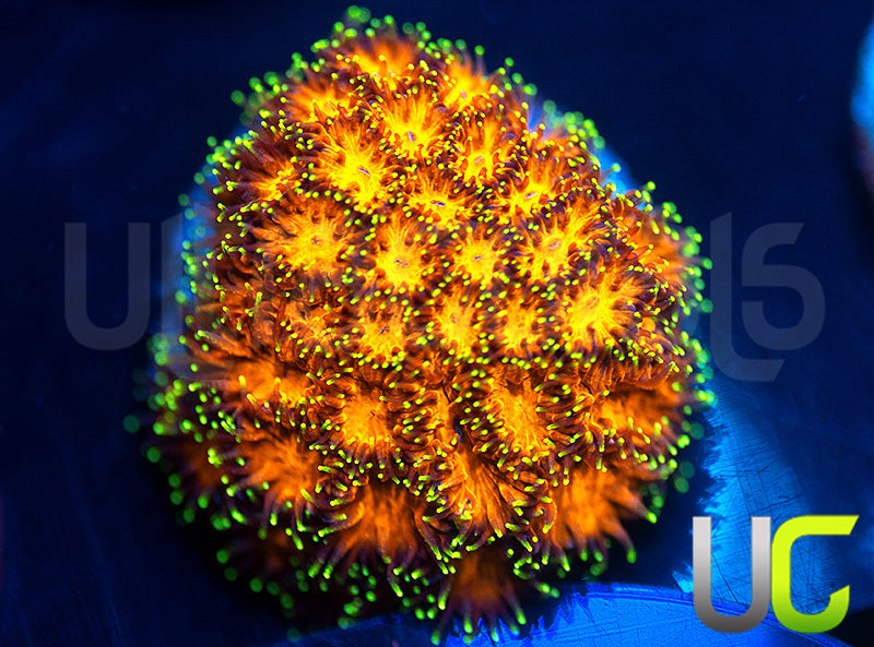 UC Lightning Tip Leptastrea