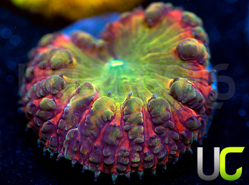 BSA TT Twister Blasto