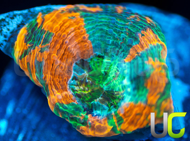 BigR Gumdrop Acan Echinata