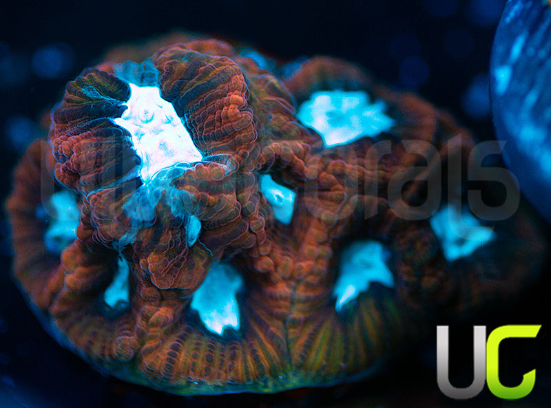 UC GOT Ice King Platy