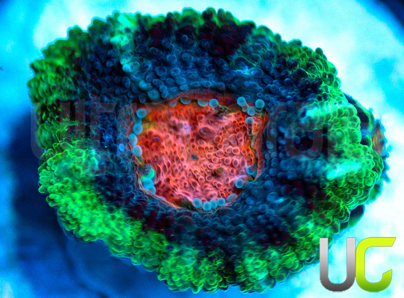 UC Cotton Candy Micro Amakusensis