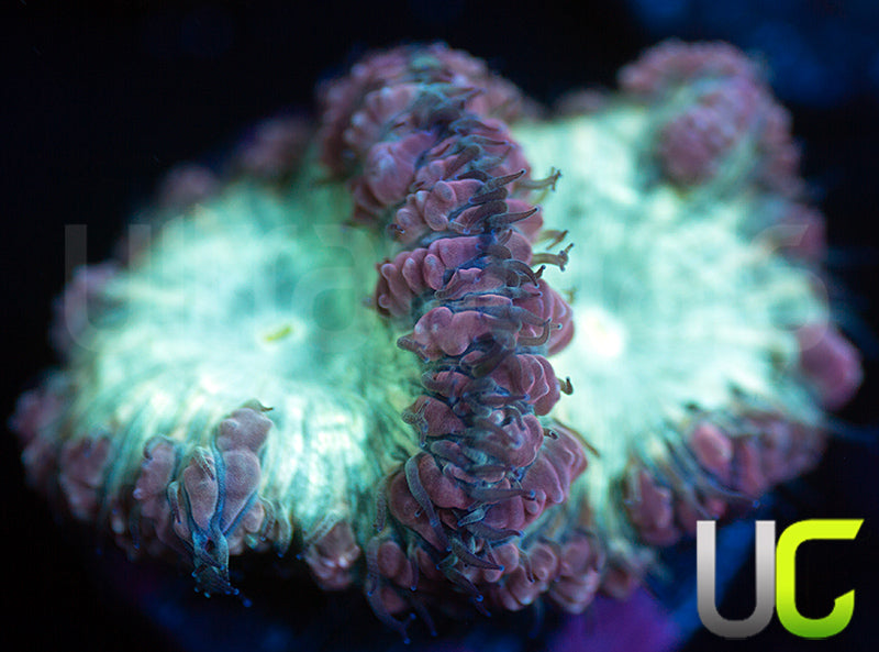 UC Wonder Woman Blastos