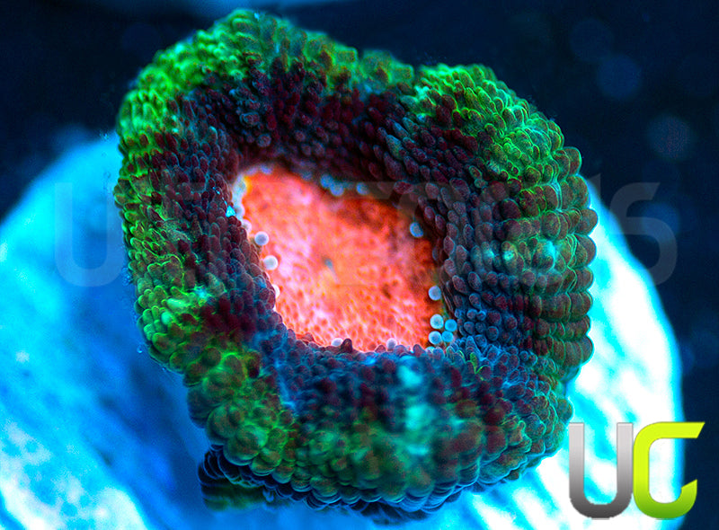 UC Cotton Candy Micro Amakusensis