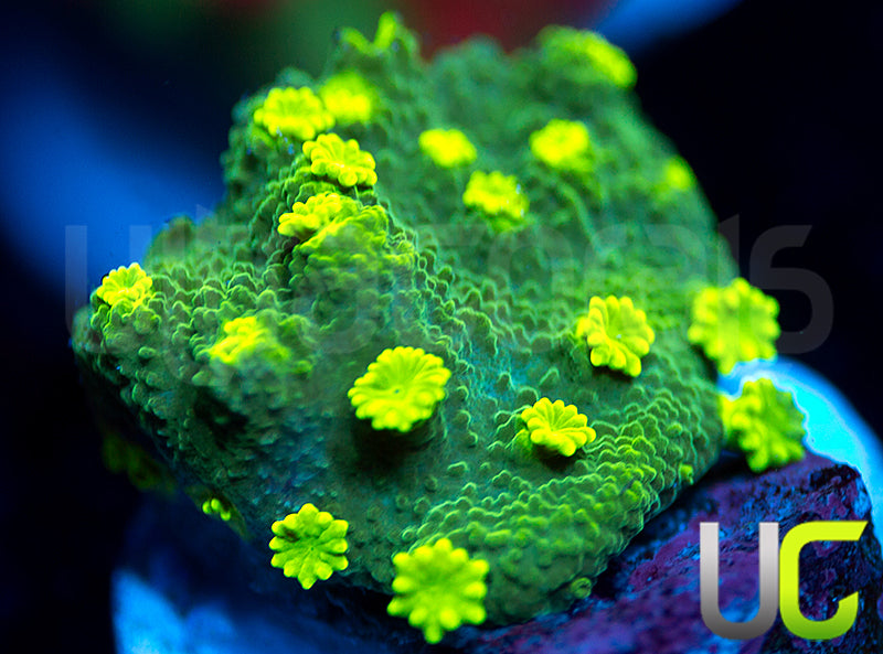 UC Beast Boy Astreopora