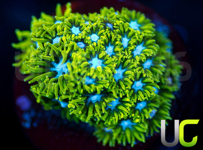 UC Blue Eyed Girl Leptastrea