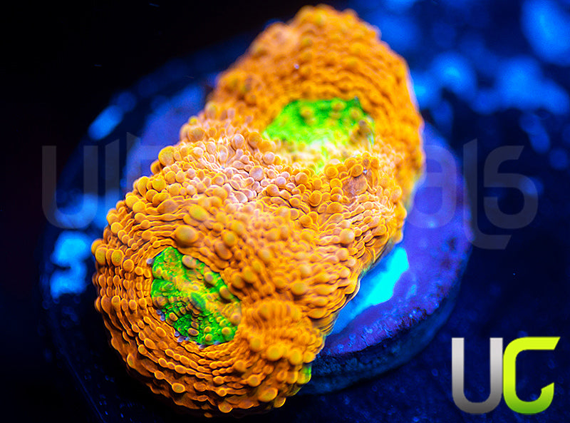 UC Lorax Acan Echinata