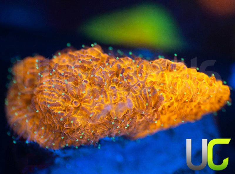 LC Grafted Tiger Litho