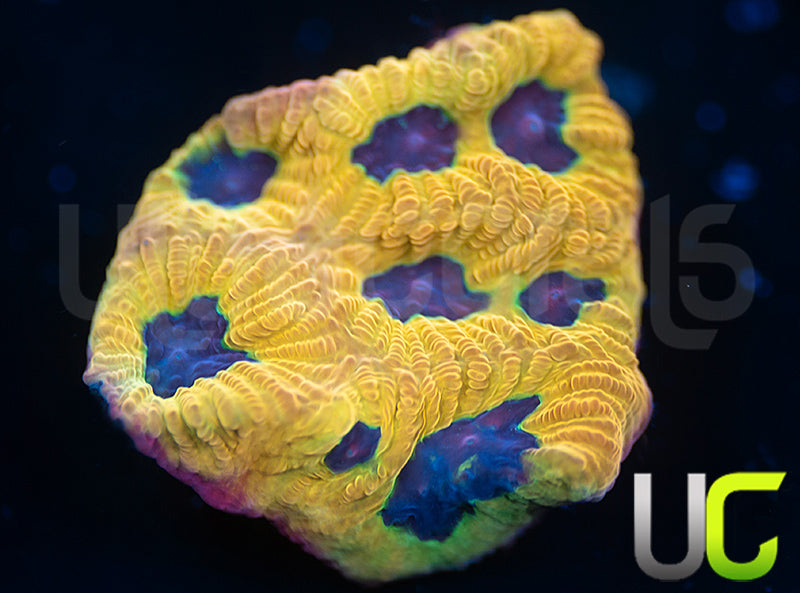 UC Mamba Jamba Favites