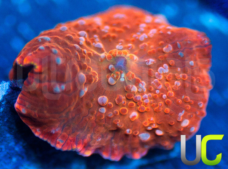 UC Multispot Mushroom