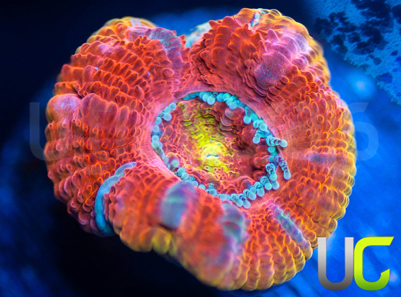 UC Yellow Flamingo Micro Lord