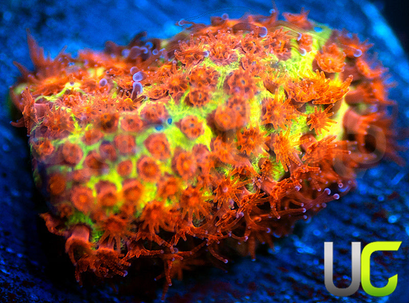 JF Burning Banana Stylo