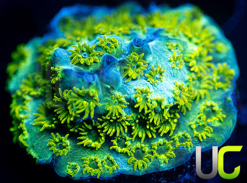 UC Seafoam Cyphastrea