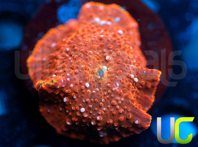 UC Spotted Salmon Mushroom