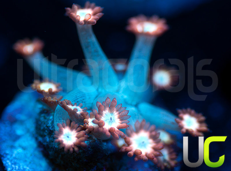 UC Cosmic Candy Goni