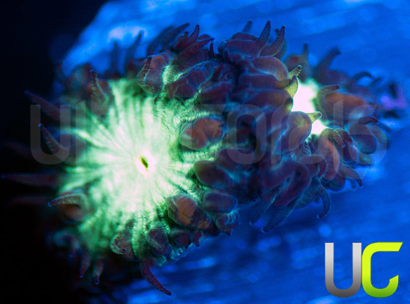 UC Dark Arts Blastos