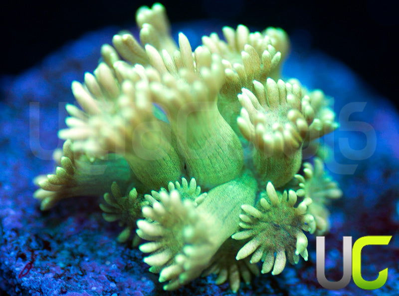 UC Emerald Sunrise Goni