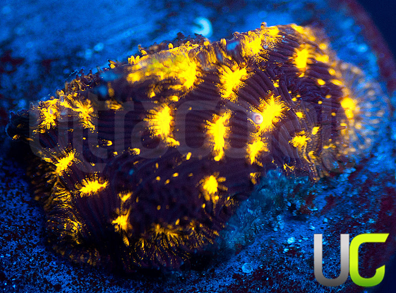 UC Blinding Lights Lepto