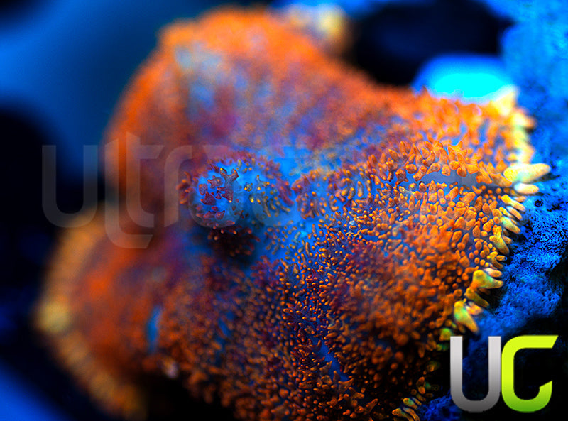 UC Hells Spells Mushroom