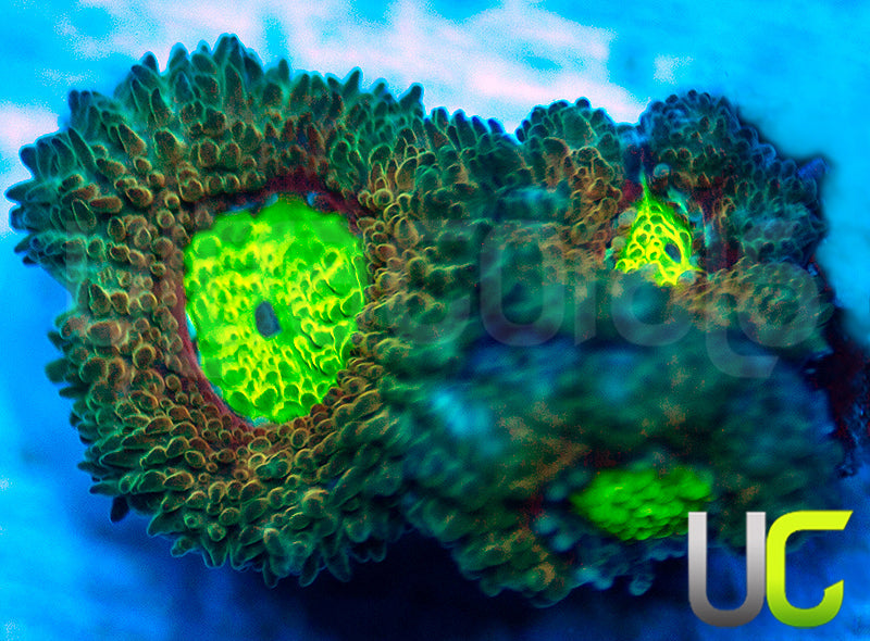 UC Mind Teaser Micro Amakusensis