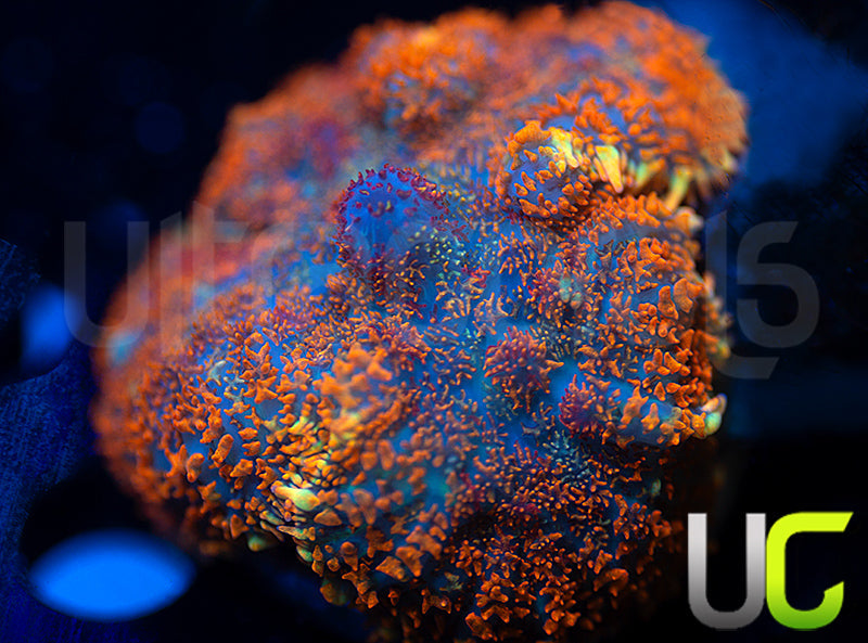 UC Hells Spells Mushroom