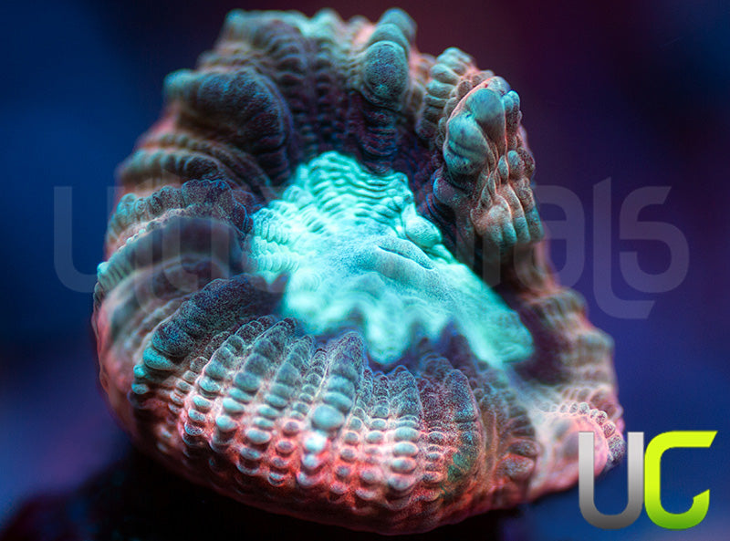 UC Ultimate Edge Favia